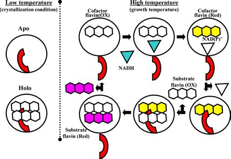 Schematic Representation Of The Generation Of Free Flavin Of Ttha0420 Download Scientific