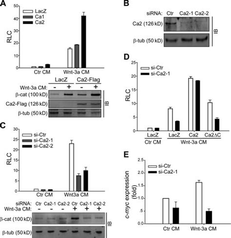 Caprin Activates Wnt Induced Lef Tcf Transcriptional Activity A