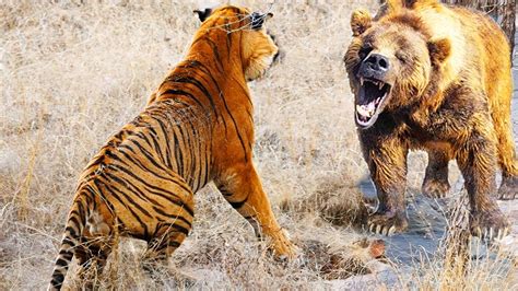 Tigre Siberiano Vs Oso Pardo ¿quién Ganaría Epic Versus 🐯🆚️🐻 Youtube