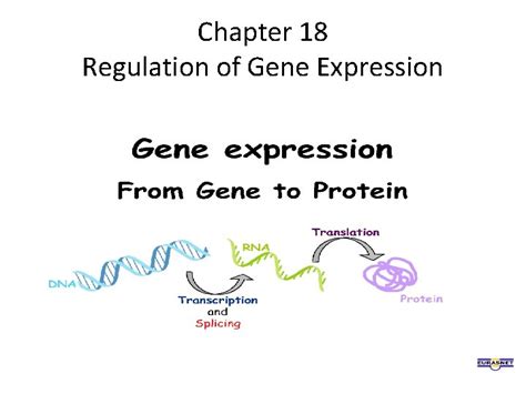 Chapter 18 Regulation Of Gene Expression Overview Conducting