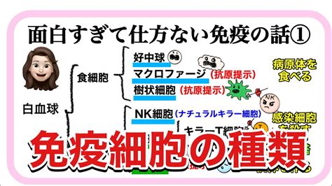 【生物基礎】免疫① 免疫細胞の種類とはたらき Youtube