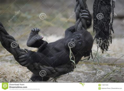 Baby Gorilla Playing in a Zoo Stock Image - Image of gorilla, closeup: 113671205