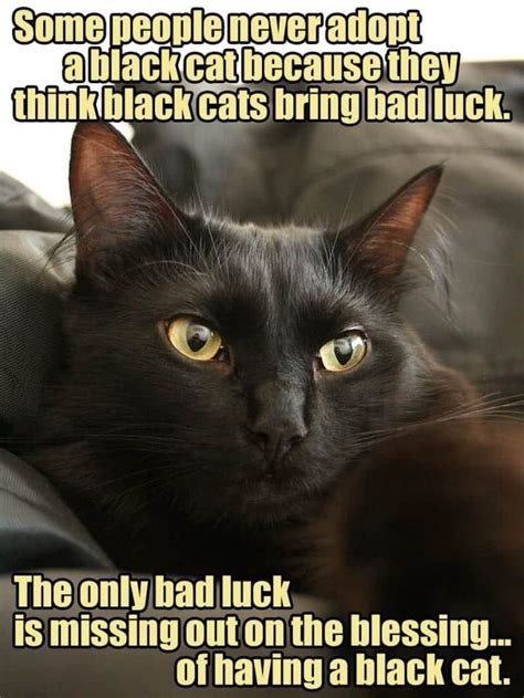 The World History Of Black Cats Bringing Good Luck Black Cat Memes Cat Memes Cats