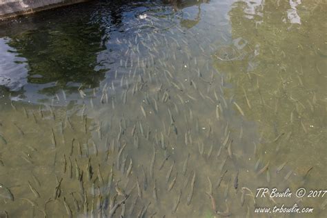 DC Booth Historic Fish Hatchery In Spearfish South Dakota TR Bowlin