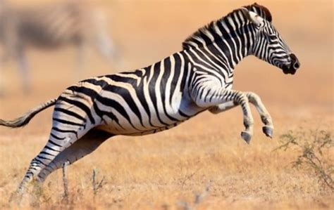 What Does Zebra Taste Like? Can You Eat Zebra? | Americas Restaurant