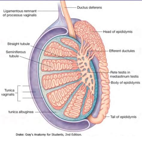 HISTO Male Reproductive System Flashcards Quizlet