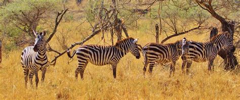 500 Free Serengeti And Tanzania Images Pixabay