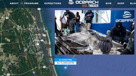 10 Foot Great White Shark Pings Off Crescent Beach