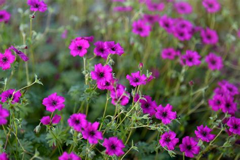 16 Eye Catching Varieties Of Hardy Geranium