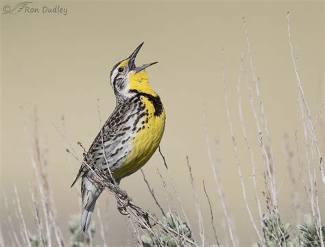 Western Meadowlark How Do They Do That Feathered Photography