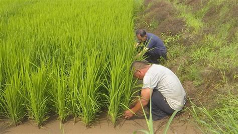 旱地里种出水稻梅里斯3000亩旱直播水稻长势喜人 澎湃号媒体 澎湃新闻 The Paper