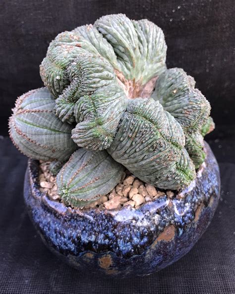 Large Euphorbia Obesa Forma Cristata R Succulents