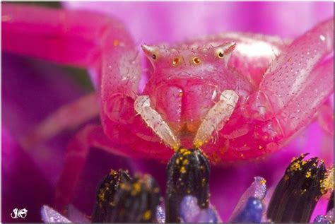 Photo by Jaco Eksteen. Pink Crab Spider Crab Spider, Spider Web, Plant ...