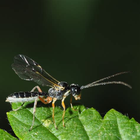 Acrotomus Succinctus INaturalist