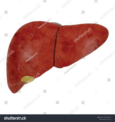 Liver On White Background Human Anatomy Stock Vector Royalty Free