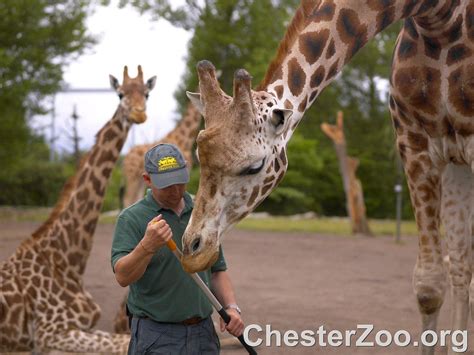 Keeper And Giraffes One Of Chester Zoos Keepers Working W Flickr