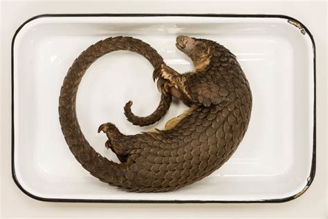 Long-tailed Pangolin - Extinction