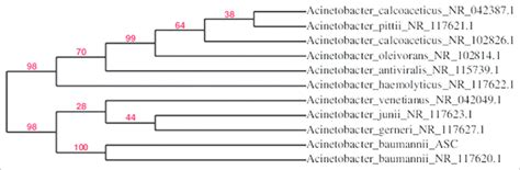 Phylogenetic Tree Of Acinetobacter Baumannii Complex Confirmed As