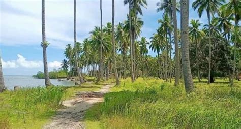 Beach Front Lot For Sale In Palawan Property For Sale Lot On Carousell