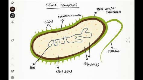 Dibujo De Celula Procariota