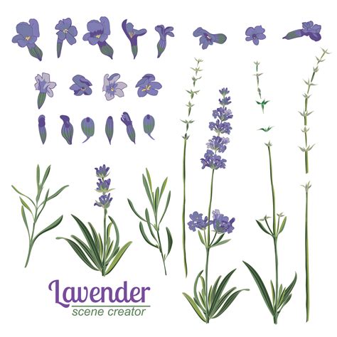 Lavender flower on white background. Colorful vintage vector ...