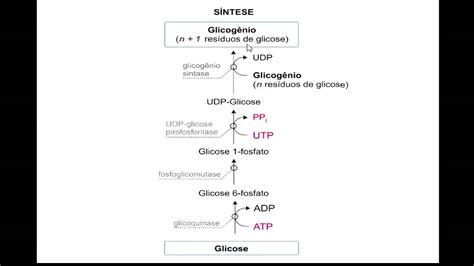 Glicogênese Síntese Do Glicogênio Youtube