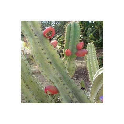 Cereus repandus seeds