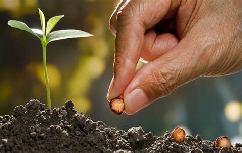 O Que Significa Plantar E Colher A Cento Por Um Ou A Trinta Sessenta E