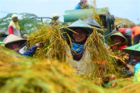 Bapanas Dorong Penggunaan Bibit Padi Unggul Untuk Swasembada Pangan