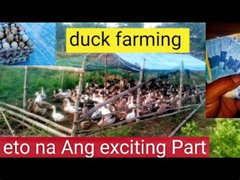 MALAKING KITA SA GANITONG NEGOSYO MGA KAIBIGAN Freerangeduckfarming