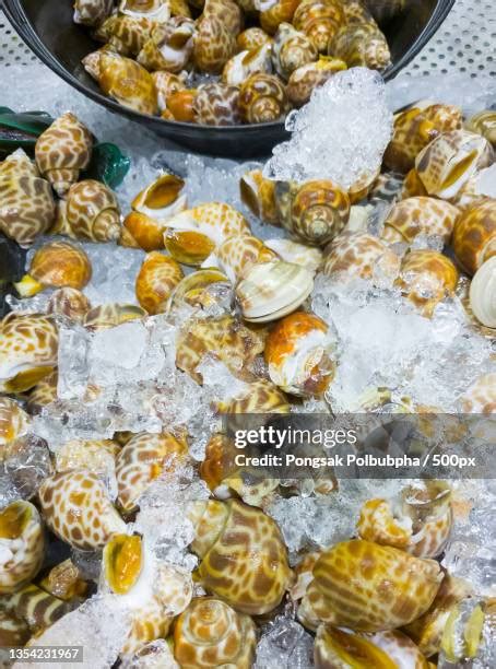 Raw Conch Photos And Premium High Res Pictures Getty Images