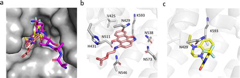 Putative Binding Modes Docking Poses Of Compounds And At The Pts