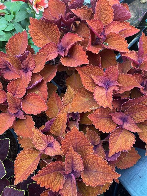 Coleus Main Street Wall Street Pot Hello Hello Plants