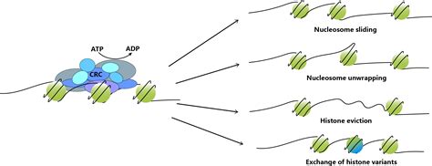 Epigenetic Regulation And Chromatin Remodeling Resource Epigenetics