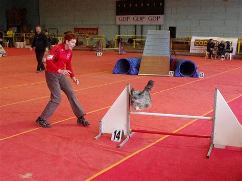 Agility 200 chiens et leurs maîtres participent encore aujourdhui