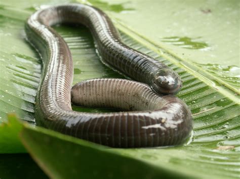 Real Monstrosities: Caecilian