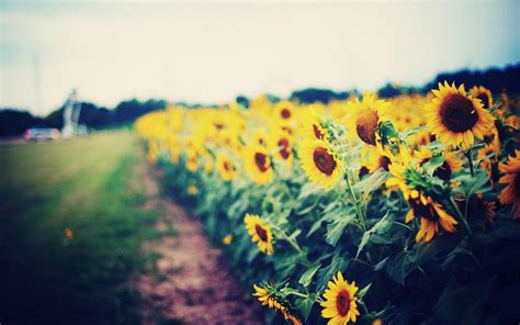 Sunflower Garden Wallpapers - Wallpaper Cave