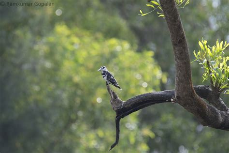 Pied Kingfisher Honavar Backwaters Ramkumar Gopalan Flickr