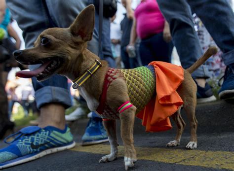 Casalecchio Tentato Furto In Casa I Ladri Uccidono Il Cane