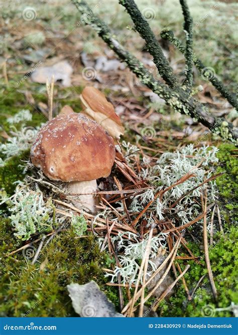 Svampsaga I Skogen Fotografering F R Bildbyr Er Bild Av Bland