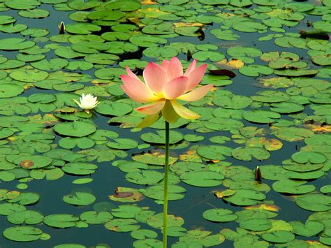 Wallpaper Pink Flower Green Nature Water Leaves Lotus