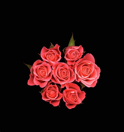 Black And Pink Roses Wallpaper