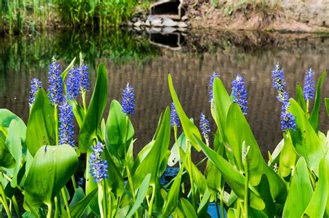 Greensboro Stormwater Compliance Inspections Maintenance And Repairs — Dragonfly Pond Works