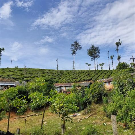 scenic view valparai stock photo image  plantation