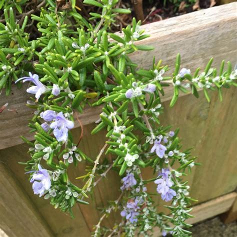 Salvia Rosmarinus Prostratus Group Syn Rosmarinus Officinalis