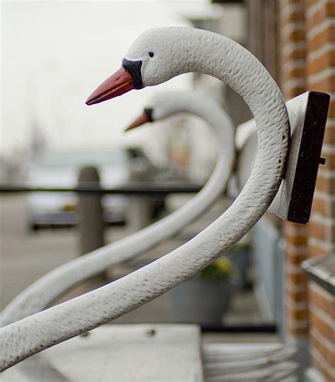 Swan Bench Swan Swan Lake Swan Lake Wedding