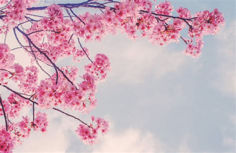 Best Spring Cherry Blossom Wallpapers - Wallpaper Cave