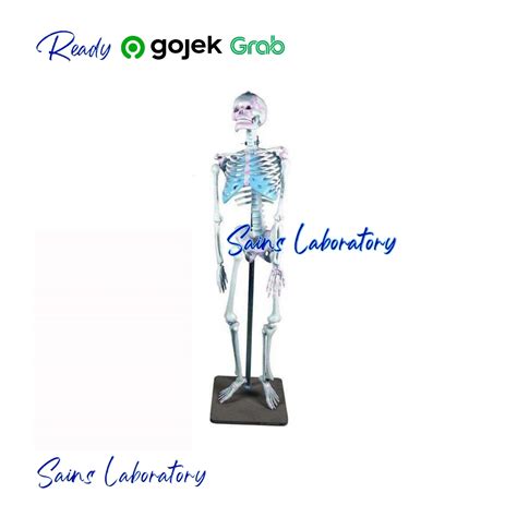 Jual Model Kerangka Manusia Dewasa 150 Cm Human Skeleton Torso Model