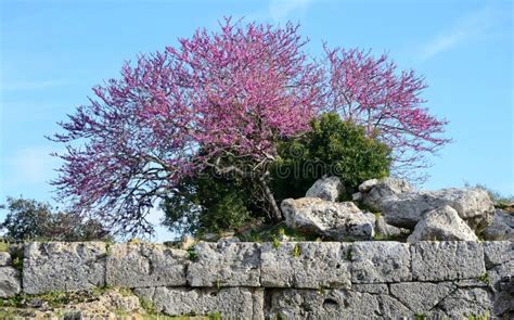 Rvore De Floresc Ncia Do Judas Siliquastrum Do Cercis Canadensis