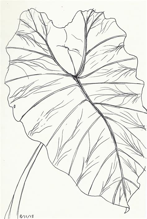 Elephant Ear Plant Drawing